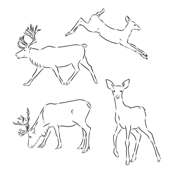 Een Lijn Ontwerp Silhouet Van Deer Hand Getekend Minimalisme Stijl — Stockvector