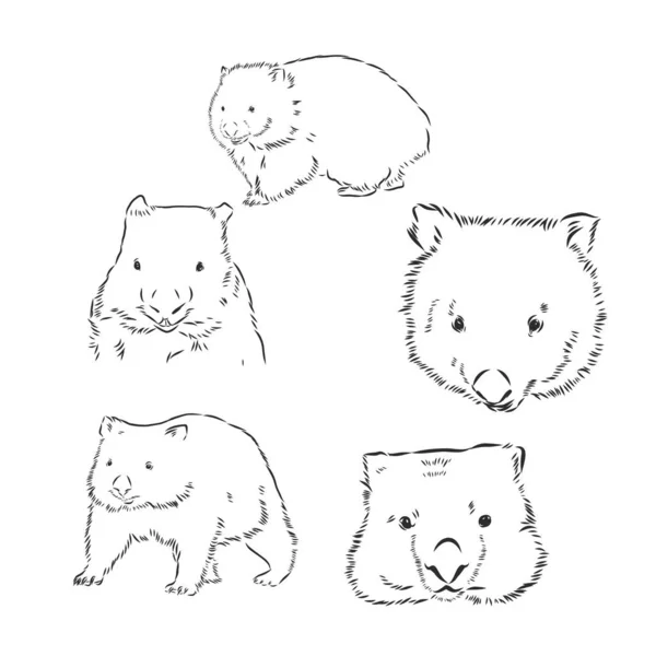 Desenho Mão Wombat Animais Série Austrália Estilo Gravura Vintage Ilustração —  Vetores de Stock