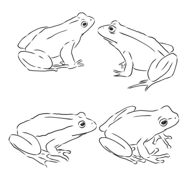 Umrisszeichnung Eines Auf Weiß Isolierten Frosches — Stockvektor