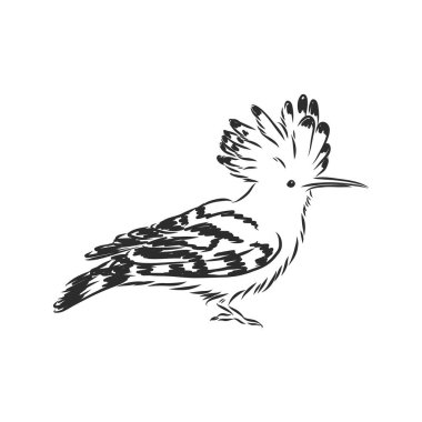 Logo, epop 'ları yükseltiyor. Kuş vektör çizimi. Beyaz arkaplanda izole.