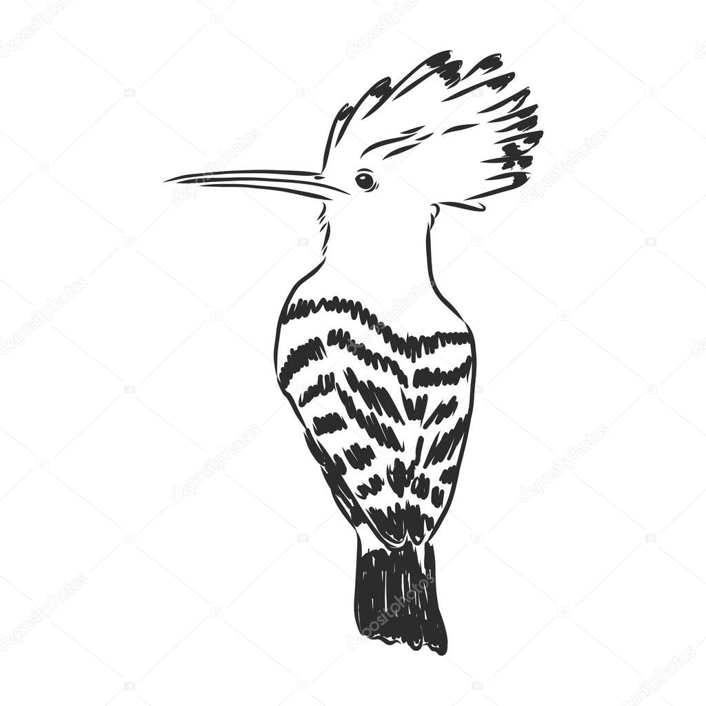 Logo hoopoe upupa epops . Bird vector illustration. Isolated on white background.