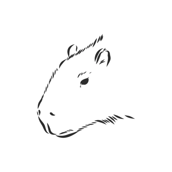Rysunek Dłoni Capybara Zwierzęta Ameryki Południowej Klasyczny Styl Grawerowania Sztuka — Wektor stockowy