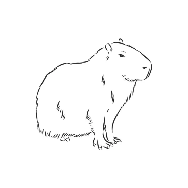 Dibujo Mano Capybara Animals South America Series Inglés Estilo Grabado — Vector de stock