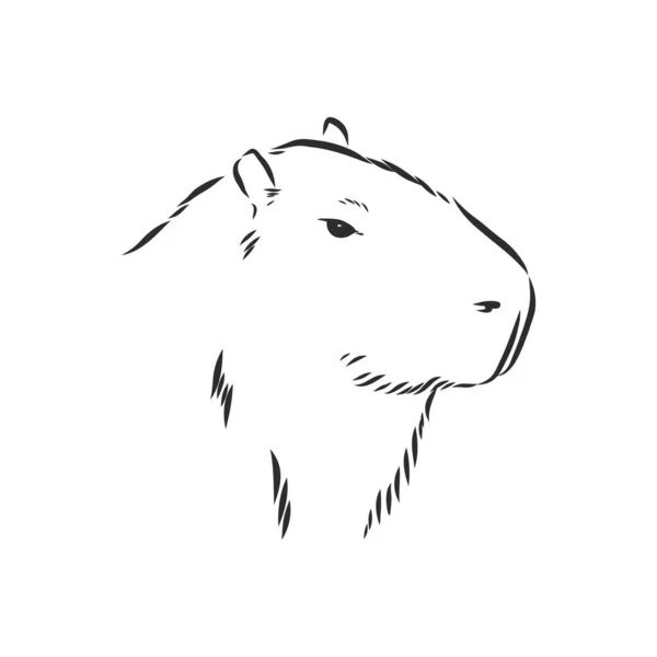 Disegno Mano Capybara Animals South America Series Stile Incisione Vintage — Vettoriale Stock