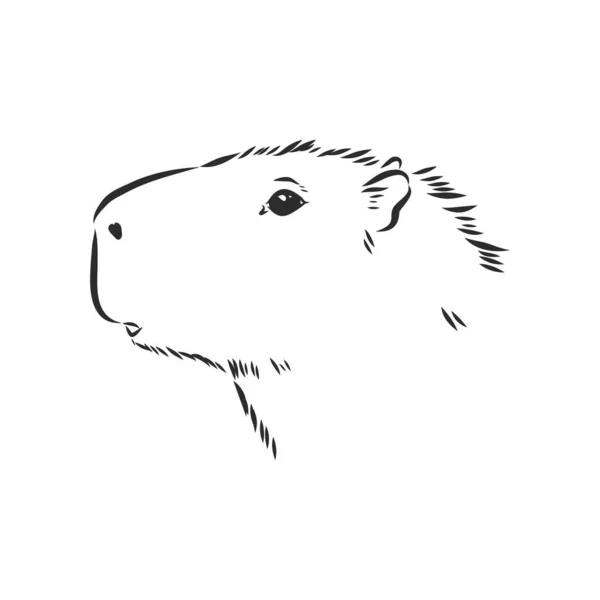 Capybara Handtekening Dieren Van Zuid Amerika Serie Vintage Graveerstijl Vector — Stockvector