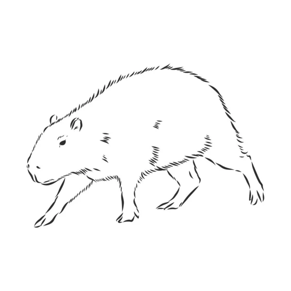 Capybara Dessin Main Série Animaux Amérique Sud Style Gravure Vintage — Image vectorielle