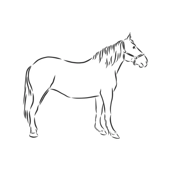 馬のベクトル図 黒と白のアウトライン 美しい馬 馬のアイコン ベクトルスケッチイラスト — ストックベクタ