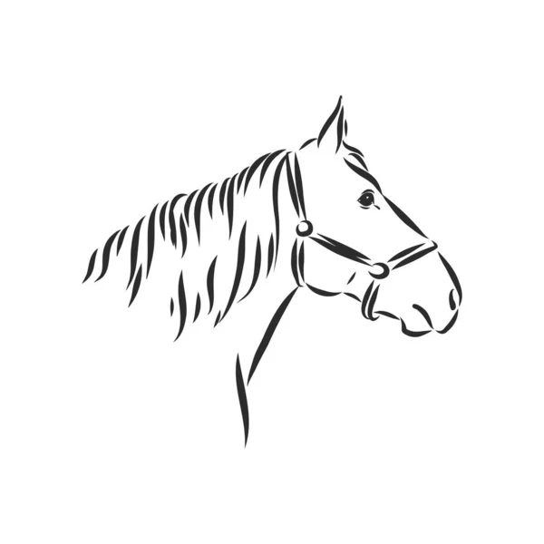 Ilustrace Vektoru Koně Černobílý Obrys Krásný Kůň Ikona Koně Vektorový — Stockový vektor