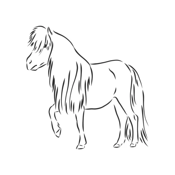 Vettore Mano Disegno Pony Colore Nero Isolato Sfondo Bianco — Vettoriale Stock