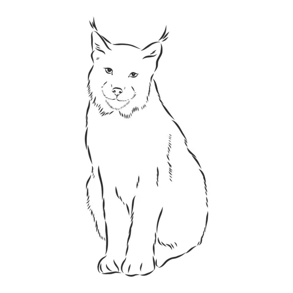 Sentado Diseño Lince Salvaje Bobcat Contorno Vectorial Blanco Negro — Vector de stock