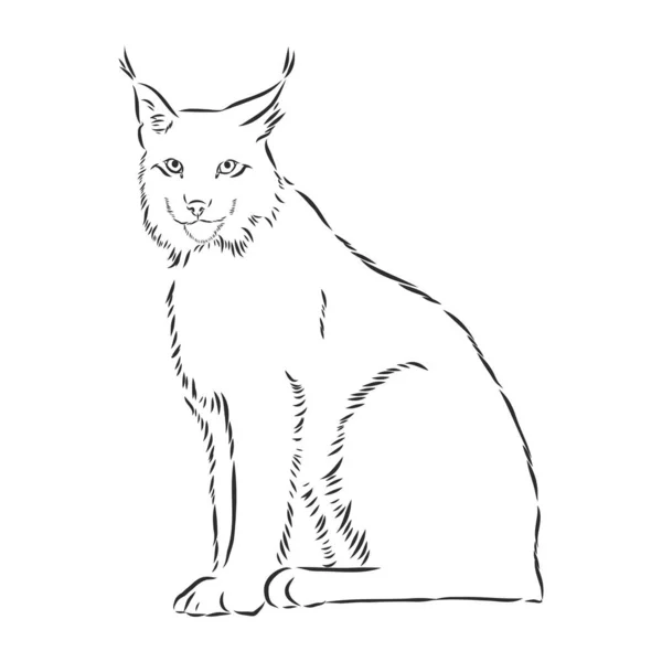Sentado Diseño Lince Salvaje Bobcat Contorno Vectorial Blanco Negro — Vector de stock