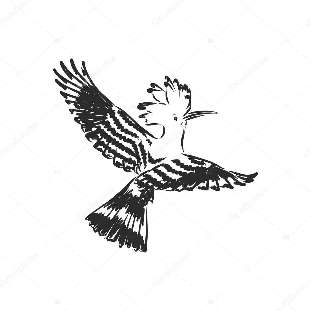Logo hoopoe upupa epops . Bird vector illustration. Isolated on white background.