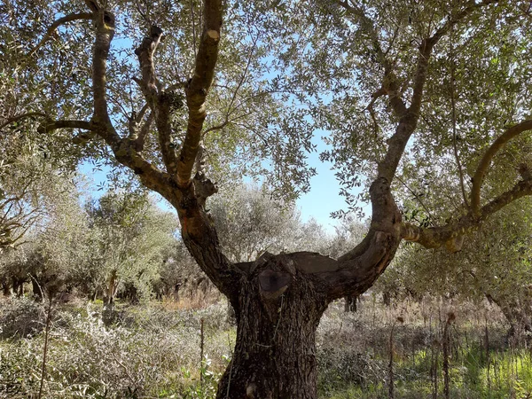 Cuando Naturaleza Pinta Árboles — Foto de Stock