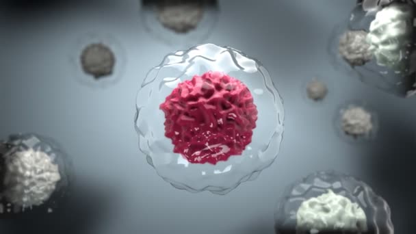 3d animation coronavirus SARS-CoV-2 medicinskt koncept, pandemi. COVID-19 virus inuti människokroppen, i cytoplasma från infekterade stamceller. Anfall av immunsystemet. Patogen röd på grå bakgrund — Stockvideo