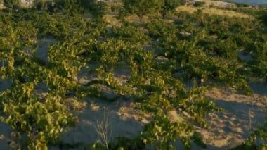 Kapadokya 'nın üzüm bağları. Gökyüzü ve dağlara karşı yaz manzarası. Üzüm tarlasında drone 'dan güzel yeşil manzara. Ulusal parkın kırsal kesiminde. Goreme bölgesinin manzarası, gün doğumunda veya batımında, Türkiye