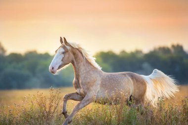 Palomino at koşmak hızlı gündoğumu çayır