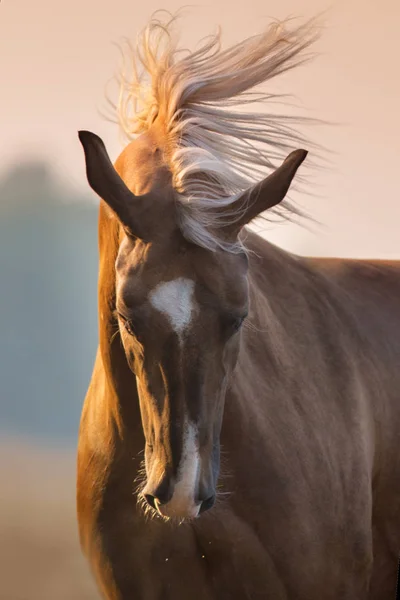 Caballo Crema Con Largo Retrato Crin Luz Del Atardecer — Foto de Stock