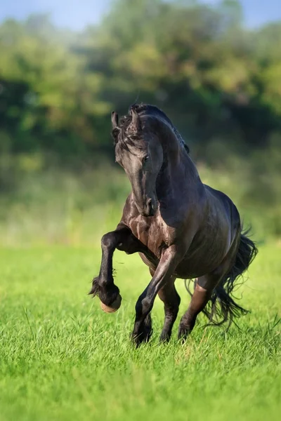 Friese Paard Galop Uitgevoerd Groene Veld — Stockfoto