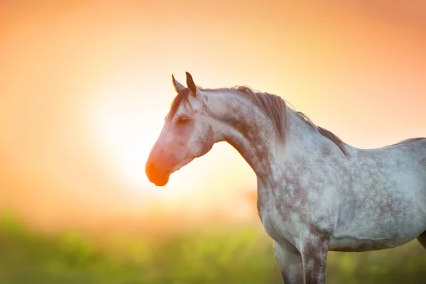 Branco Cavalo Árabe Close Retrato Pôr Sol — Fotografia de Stock