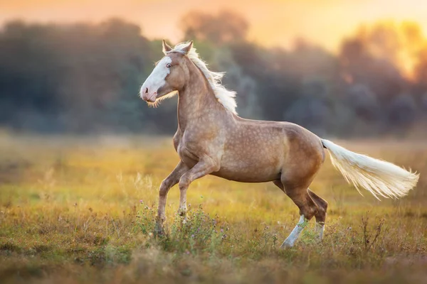 Кінь Паломіно Працювати Швидко Сходом Сонця Луг — стокове фото