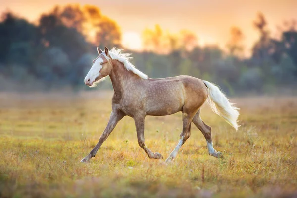 Palomino Horse Běžet Rychle Louce Sunrise — Stock fotografie