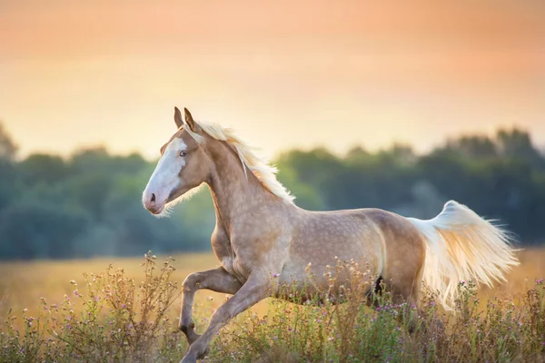 Caballo Palomino Corre Rápido Amanecer Prado — Foto de Stock