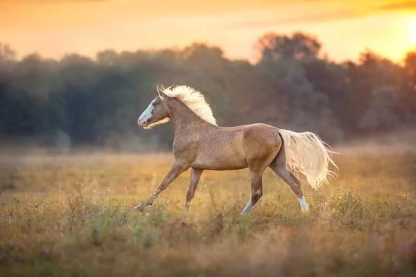 Palomino Horse Běžet Rychle Louce Sunrise — Stock fotografie