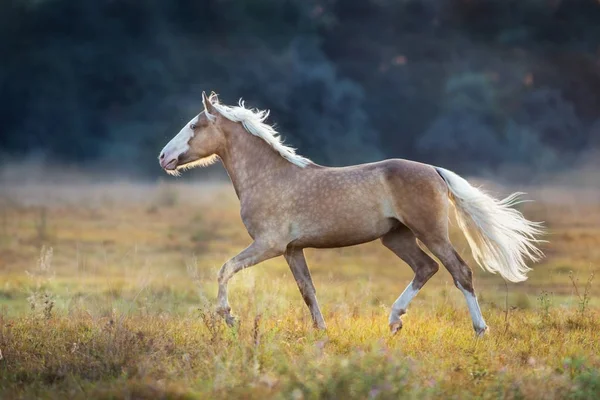 Palomino Horse Běžet Rychle Louce Sunrise — Stock fotografie