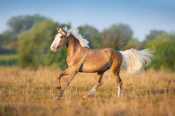 Krém Koně Běžet Tryskem — Stock fotografie