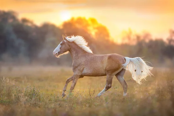 Palomino Horse Run Fast Sunrise Meadow — Stock Photo, Image