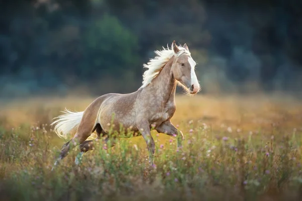 Galope Corrida Cavalo Palomino — Fotografia de Stock