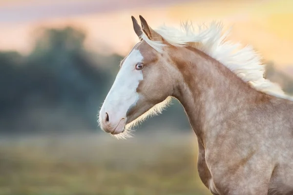 Cavalo Creme Com Longo Retrato Crina Pôr Sol — Fotografia de Stock