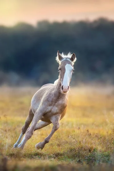 Palomino Gyorsan Futtatni Sunrise Rét — Stock Fotó