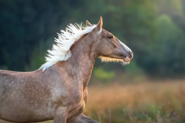 Cavalo Creme Com Longo Retrato Crina Pôr Sol — Fotografia de Stock