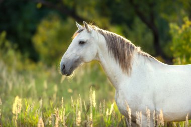 White horse dikey, yeşil çayır ve ağaçların arkasında