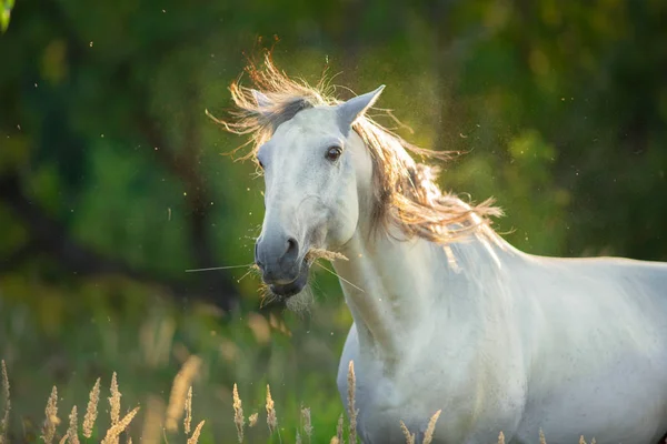 Cavalo Branco Retrato Engraçado Luz Sol — Fotografia de Stock