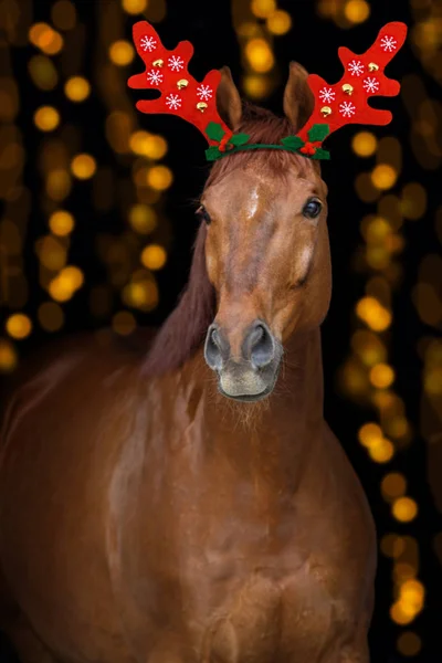 Kastanje Paard Portret Met Kerstdecoratie Achtergrond Bokeh — Stockfoto