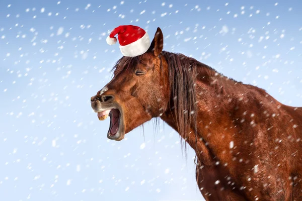 Rode Paard Portret Rode Kerstmuts Sneeuw Winterdag — Stockfoto