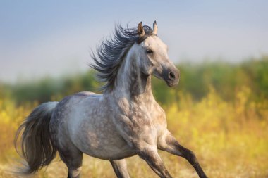 At çayırda ücretsiz gellop çalıştırın