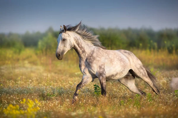 Grå Arabisk Hingst Med Lång Mane Kör Galopp Äng — Stockfoto