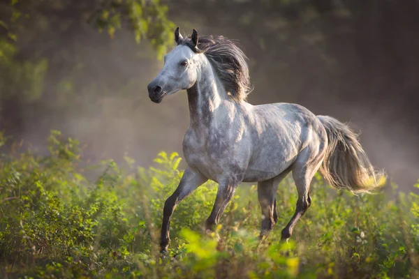 Siwy Ogier Arabski Długa Grzywa Uruchomić Galop Łące — Zdjęcie stockowe