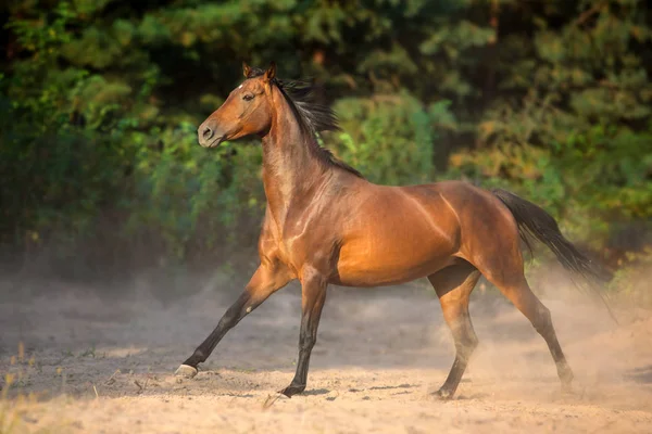 Bay Horse Run Gallop Dust — Stock Photo, Image