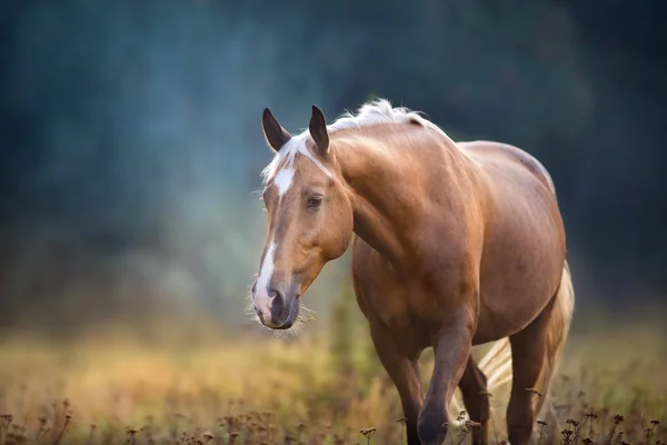 Krém Koně Zblízka Portrét Pohybu Ráno Mlha Sluneční Světlo — Stock fotografie