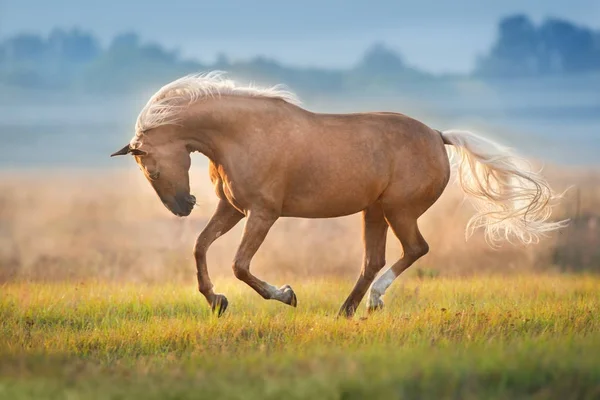 Krém Koně Pohybu Ráno Mlha Sluneční Světlo — Stock fotografie