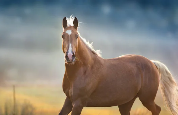 Crema Cavallo Close Ritratto Movimento Nella Nebbia Mattina Alla Luce — Foto Stock