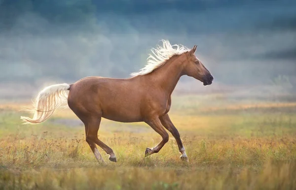 Crème Paard Beweging Ochtend Mist Bij Zonlicht — Stockfoto