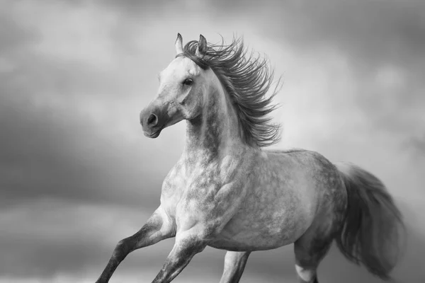 Retrato Cavalo Árabe Com Crina Longa Movimento Preto Branco — Fotografia de Stock