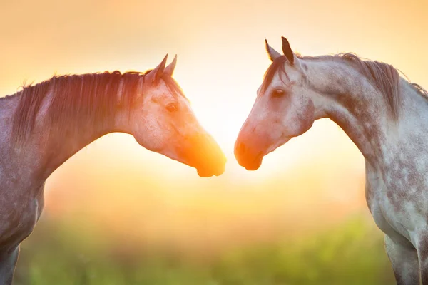 Due Grigio Arabo Cavallo Ritratto Sorgere Del Sole — Foto Stock