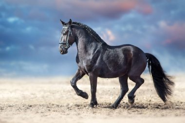 Beautiful frisian stallion run in sand against dramatic sky clipart