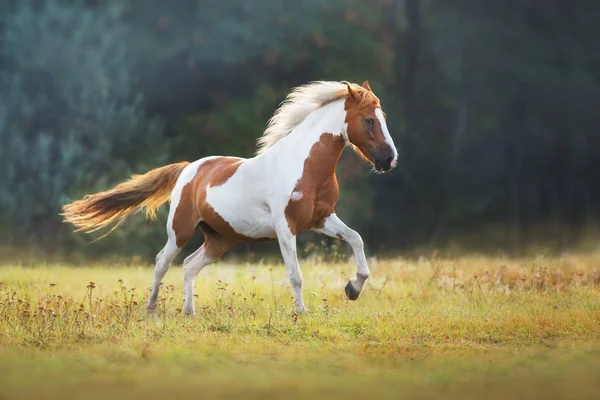 Piebald Kůň Běží Tryskem Louce — Stock fotografie